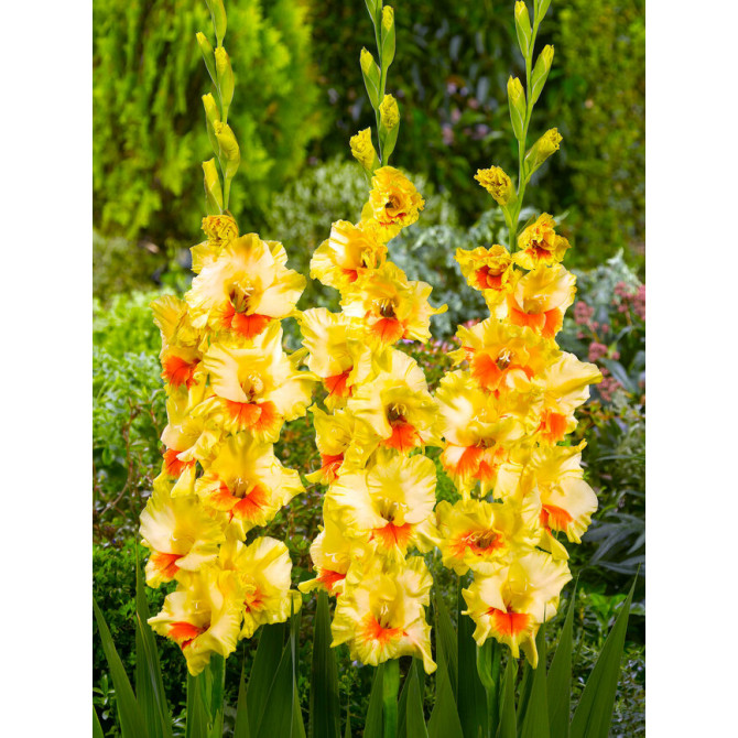 Gladiolas Jester 10/12 60gab