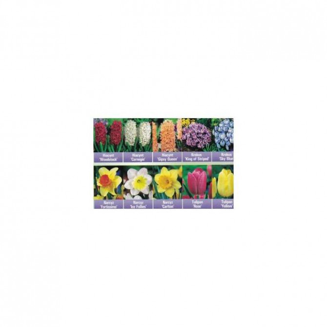 IZLASE RUDENS MIX NR.2 Tulpes, hiacintes, narcises, krokusi 10šķ, 240gab