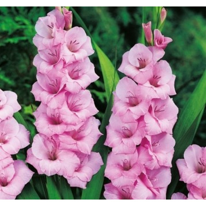 Gladiolas lielziedu Rozā 12/14 60gab