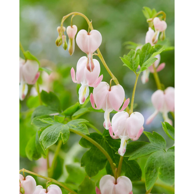 Lauztā sirds Cupid 8gb