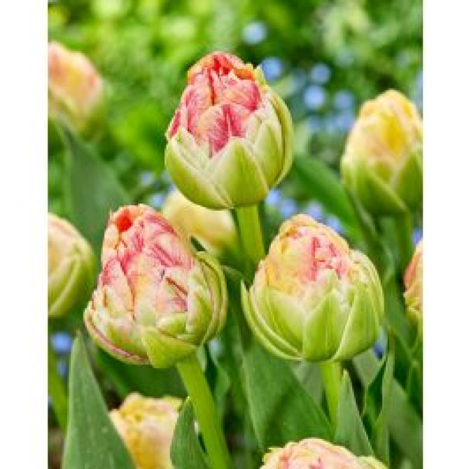 Tulpes ledustulpes Sprinkle Dip 11/12 30gab