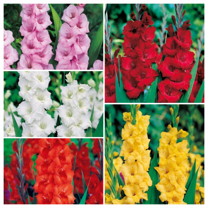 Gladiolas Izlase 14/+  150gab