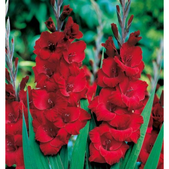 Gladiolas Sarkanas 14/+ 60gab