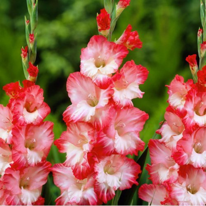 Gladiolas lielziedu Pink Lady 12/14 60gab