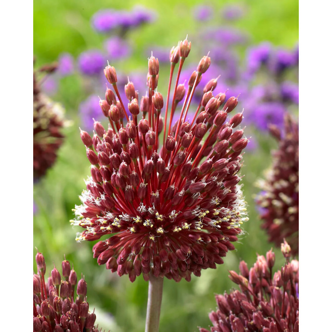 Sīpols dekoratīvais RED MOHICAN 10/12 30gab