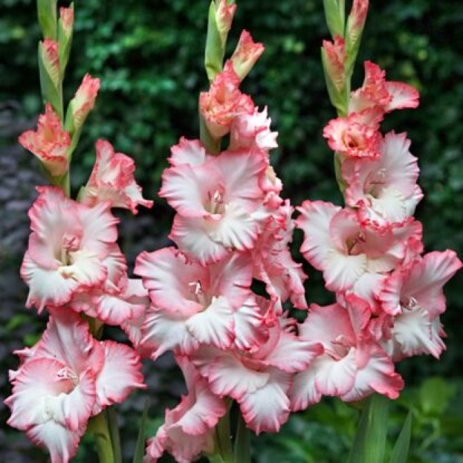 Gladiolas Mr Sandan 12/14 60gab