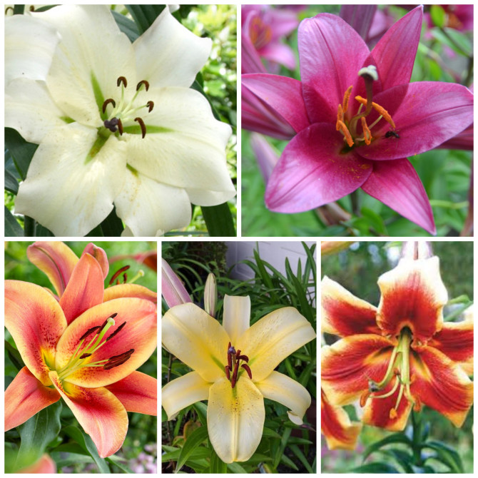 Lilijas OT kokveida Izlase Nr.2 18/20 80gab