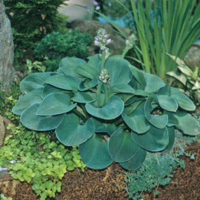 Hostas Blue Mouse Ears 6gab