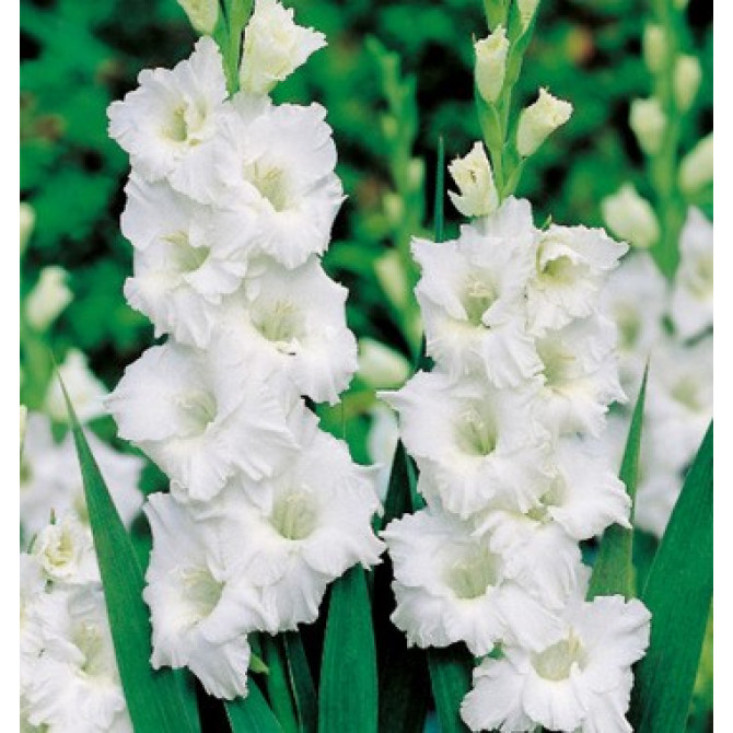 Gladiolas lielziedu BALTAS 10/12 60gab