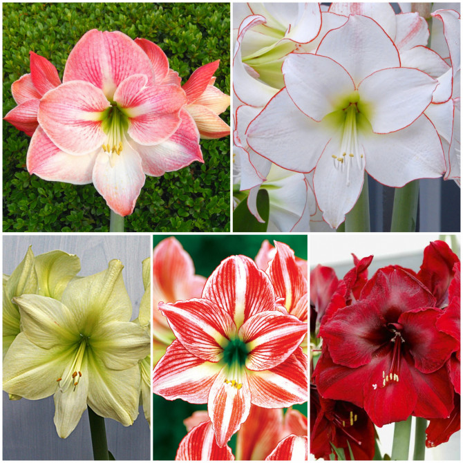 Amariļļi- Hipeastri Izlase Nr.2 22/24 5šķ. 15gab