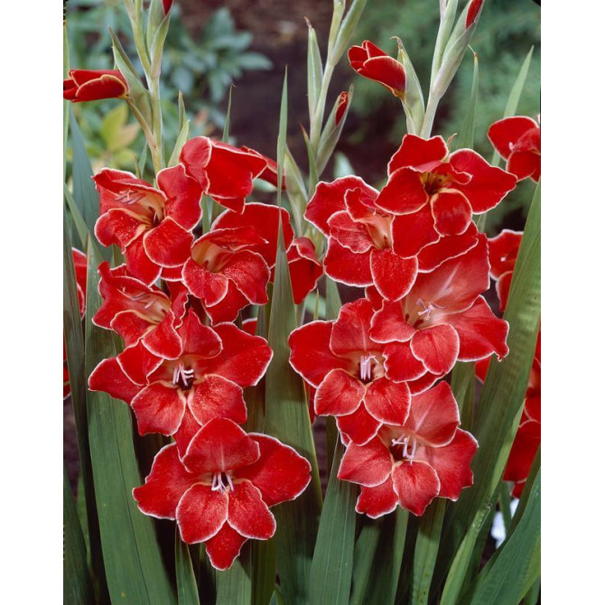 Gladiolas zemās Atom 10/+ 60gab