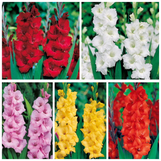 Gladiolas lielz. Izlase XXL 1. 16/+ 100gab