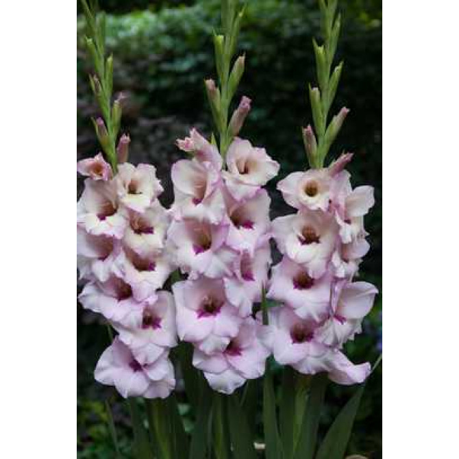 Gladiolas Venezia 12/14 60gab