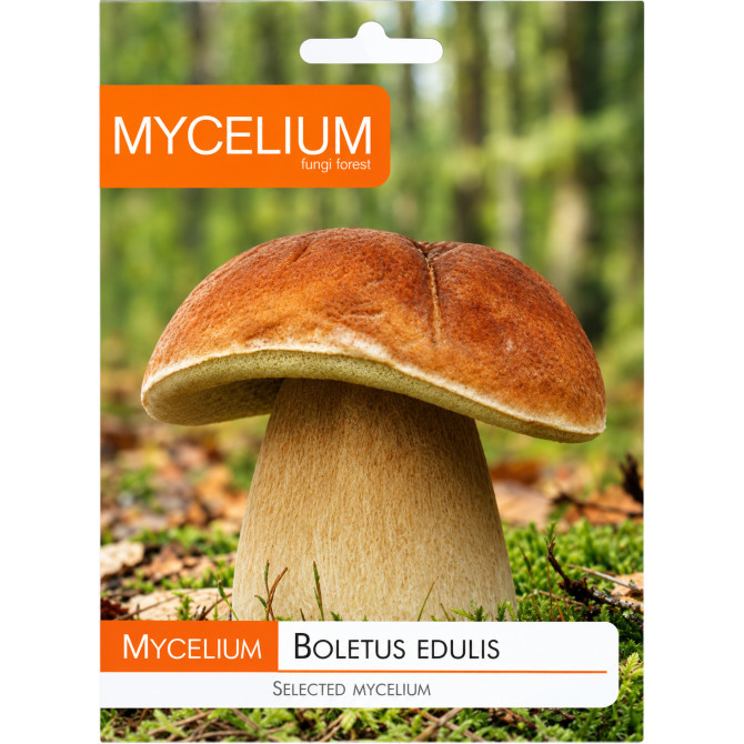 Egļu Baravikas micēlijs 10g