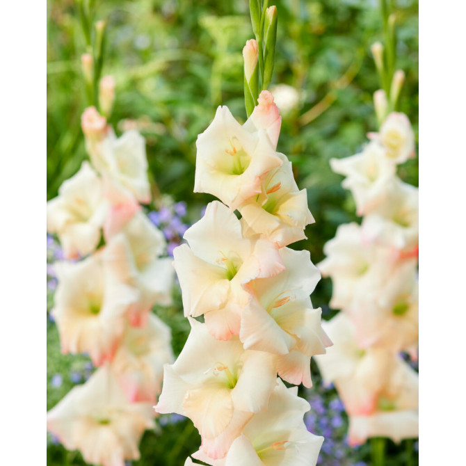 Gladiolas Ivory Perfection 12/14 60gab