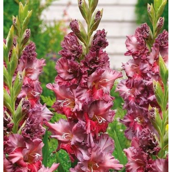 Gladiolas Rusty Chestnut 12/14 60gab