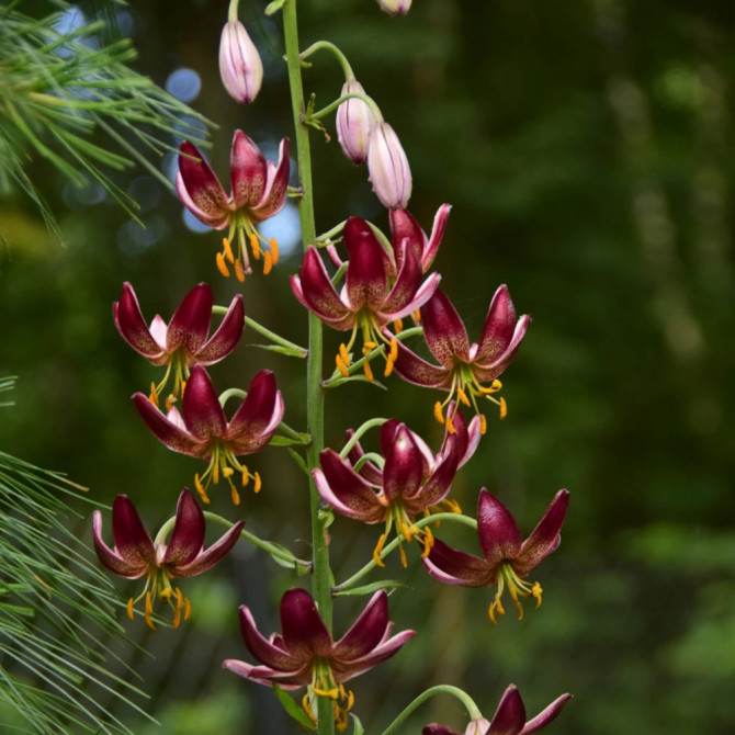 Martagonlilijas MAROON KING 16/18 10gab