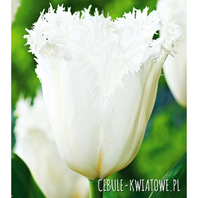 Tulpes bārkšziedu CAMBRIDGE 11/12 50gab