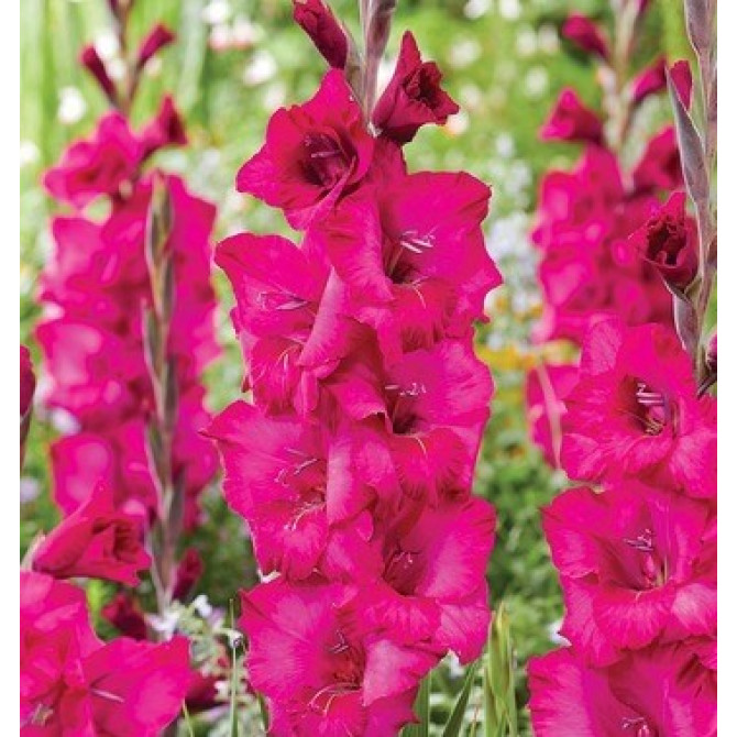 Gladiolas NATAN 12/14 60gab