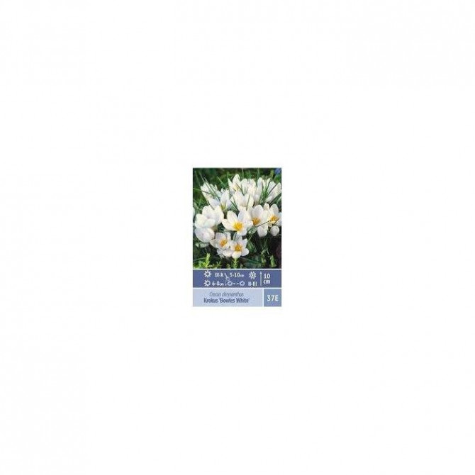 Krokusi Bowles White 5/7 150gab