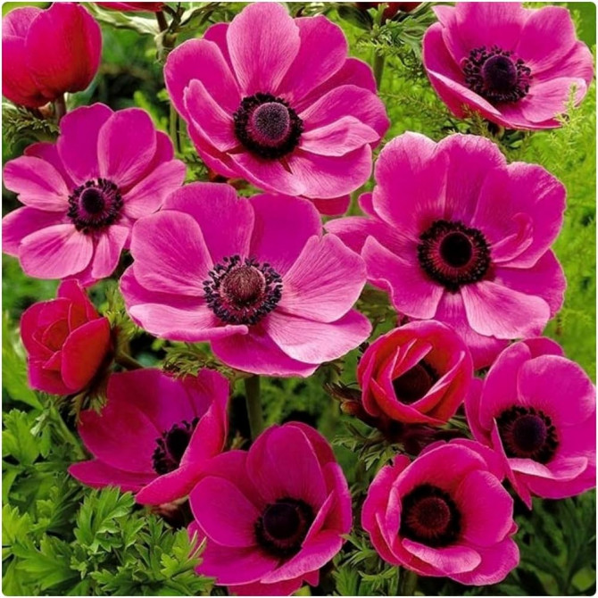 Anemones Sylphide 5/+ 100gab