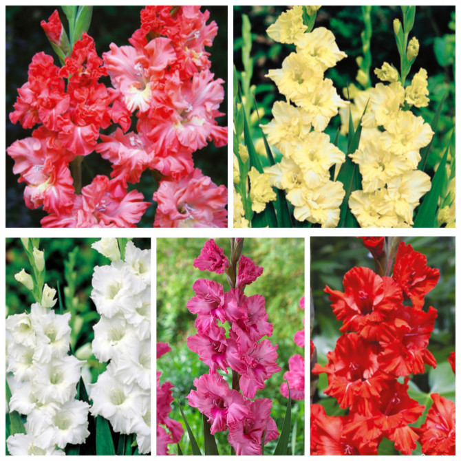 Gladiolas krokotās 12/14 5šķ. 300gab