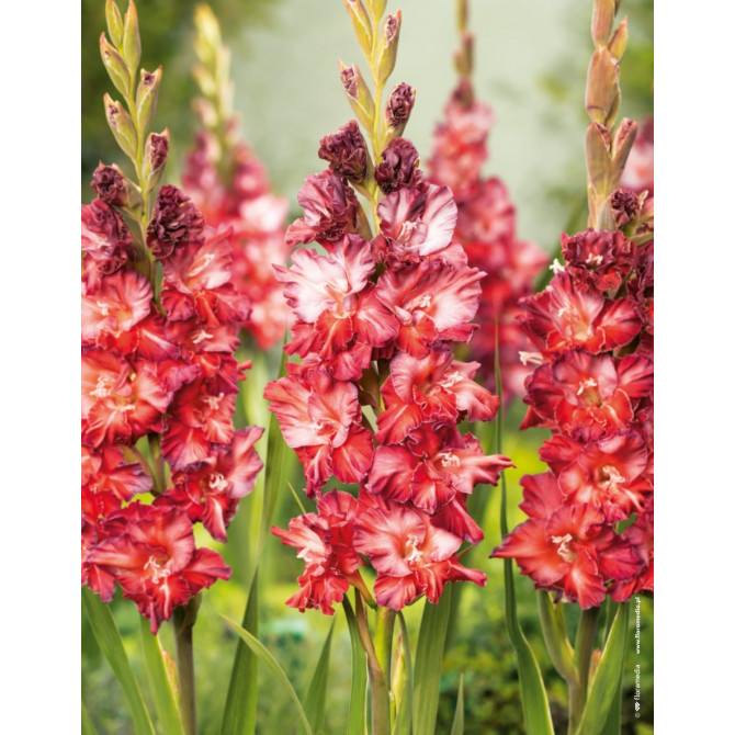 Gladiolas VABENE 12/14 60gab