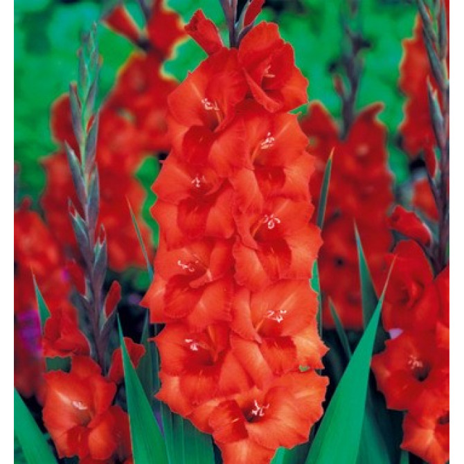 Gladiolas lielziedu Extra Oranžas  16/+ 40gab