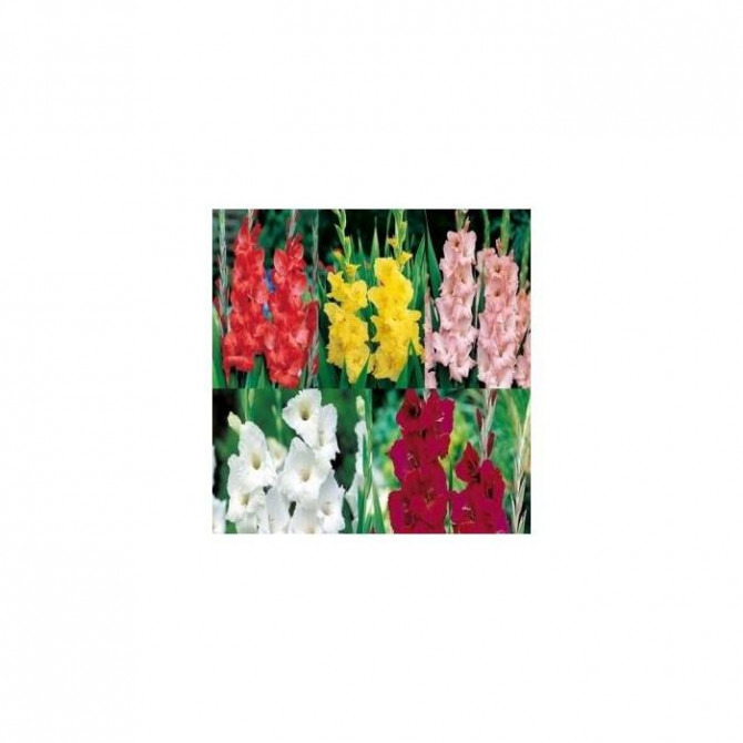 Gladiolas lielziedu Izlase 10/12 5šķ 300gab