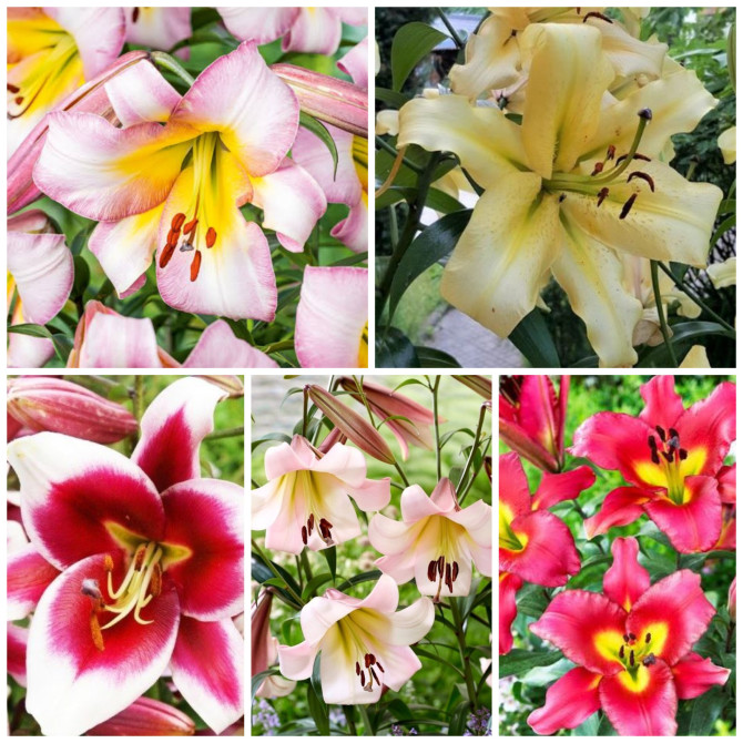 Lilijas OT Izlase Nr.3 18/20, 5šķ. 40gab