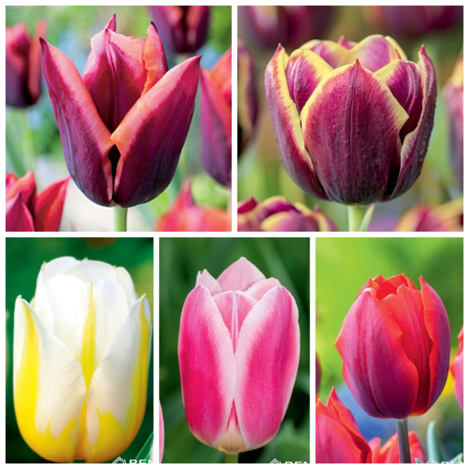 Tulpes Triumfa Nr.12 11/12 125gb