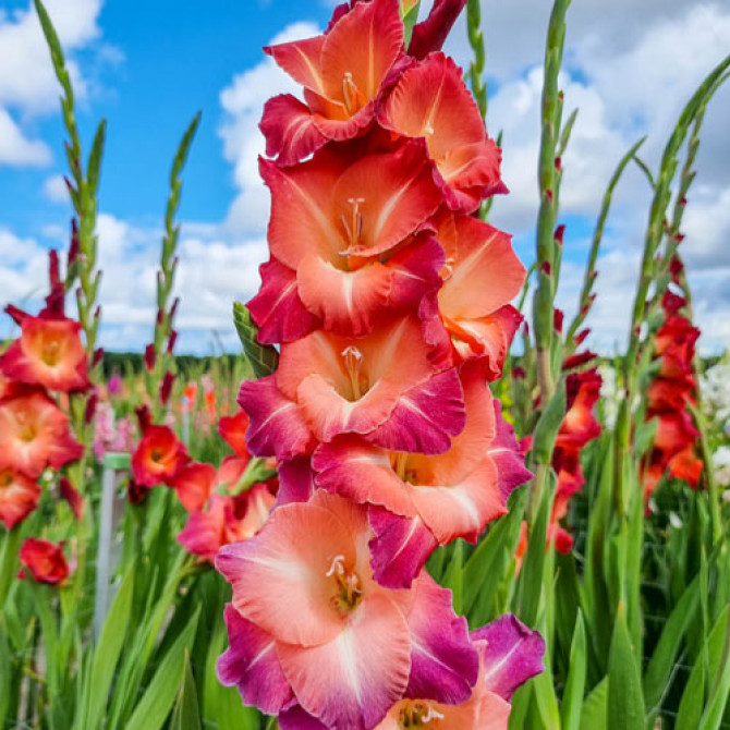 Gladiolas Ocaso 12/14 60gab