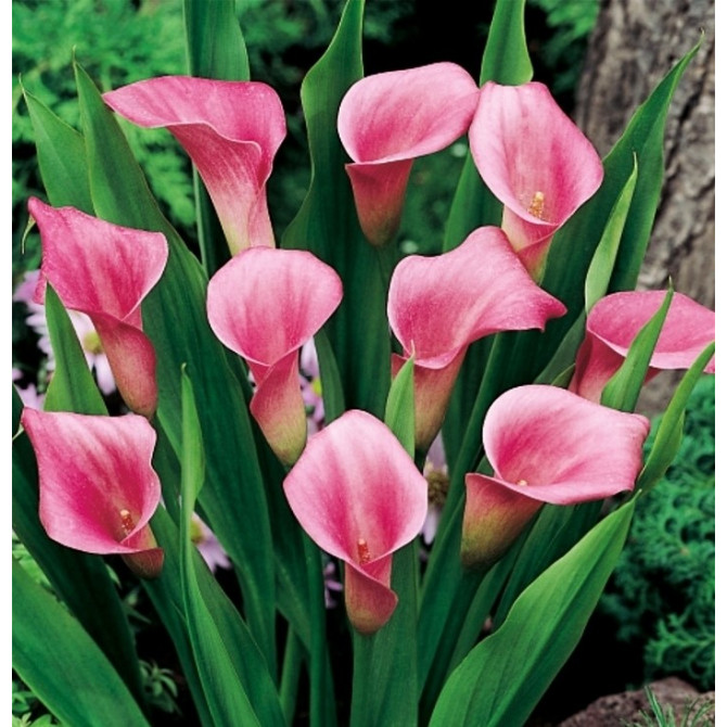 Kallas jeb zantedešijas Rozā 20/22 10gab