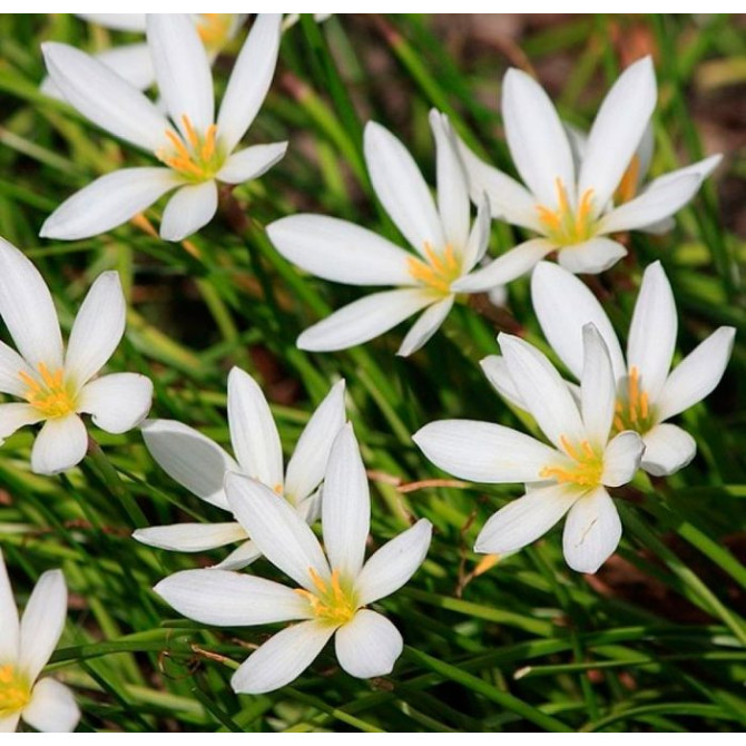 Zefirantes baltas 6/+ 60gab