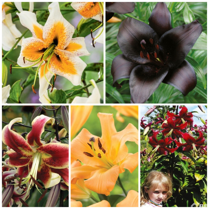 Lilijas Izlase 16/18 5šķ. 50gab