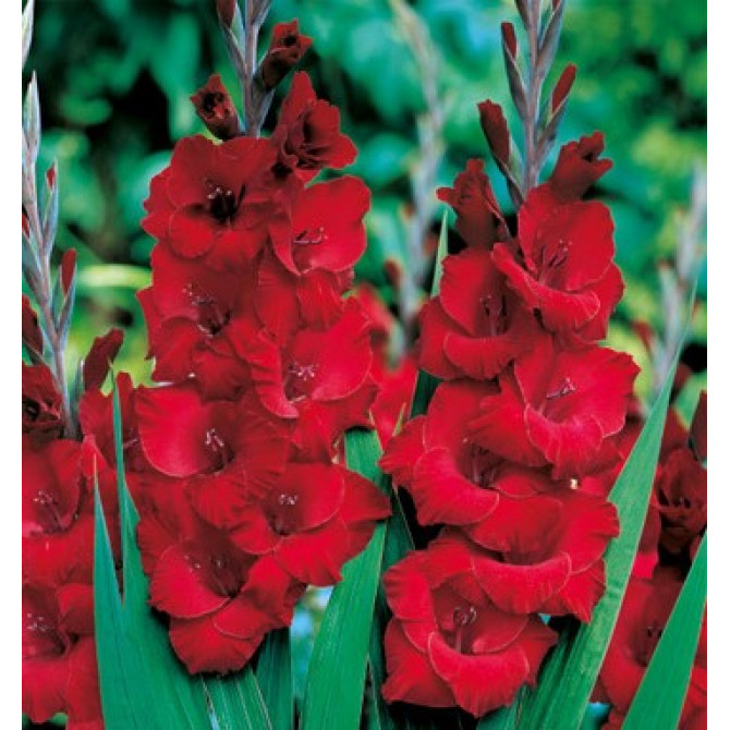 Gladiolas lielziedu SARKANAS 10/12 60gab