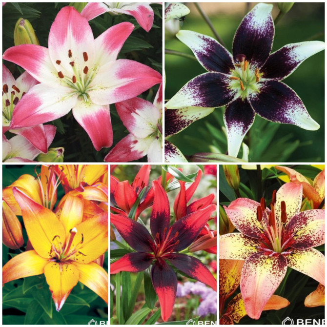 Lilijas Āzijas Divkrāsu Izlase 18/20, 5šķ. 40gab