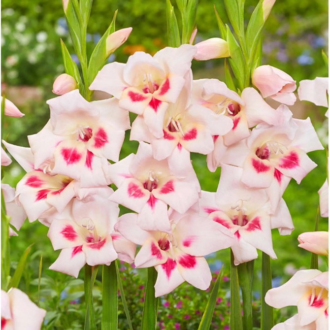 Gladiolas zemās Elvira 10/+ 60gab