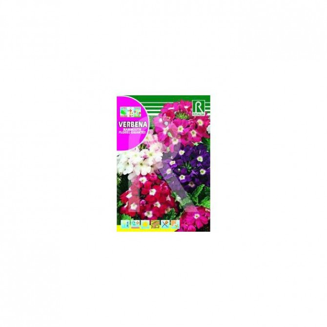 Verbenas Mammouth flores gigantes 1g