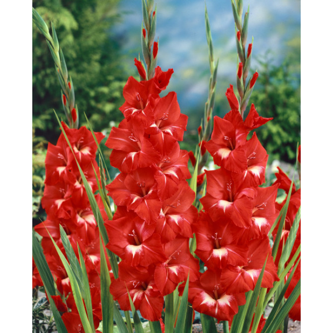 Gladiolas lielziedu Tradehorn 14/+ 60gab