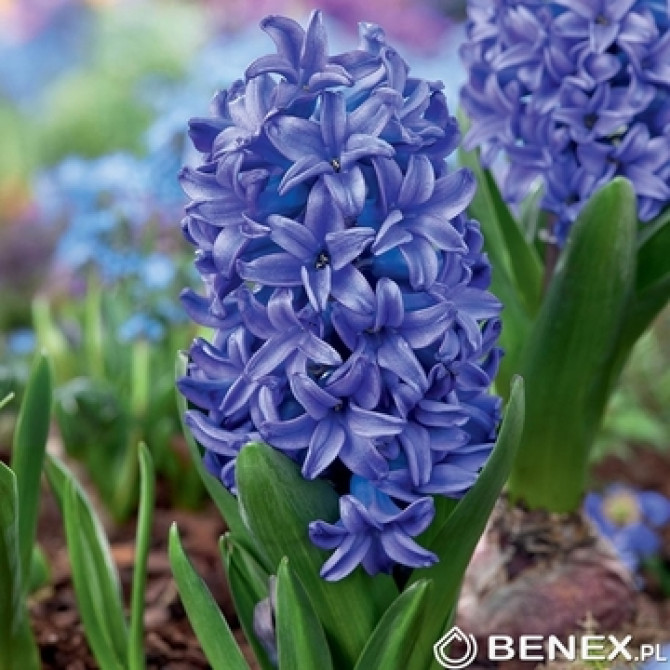 Hiacintes BLUE PEARL 16/18 20 gab