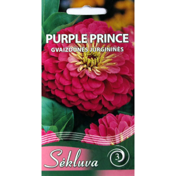 Cinnijas dālijziedu PURPLE PRINCE 1g