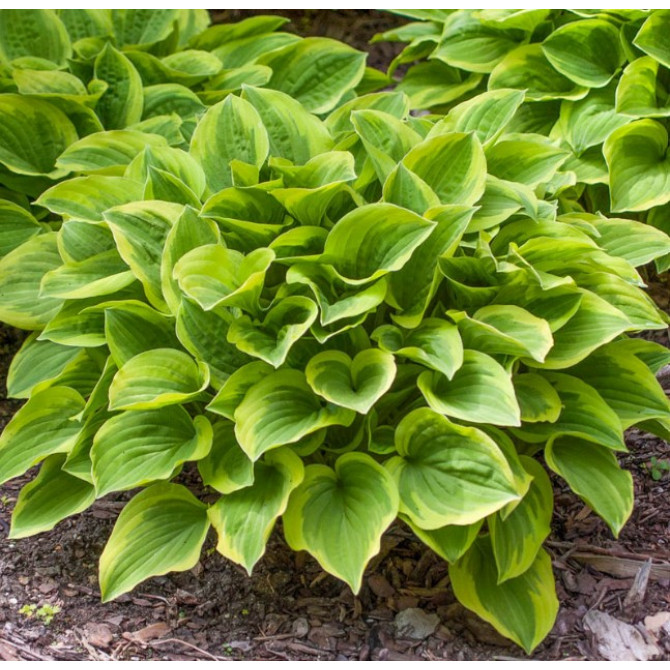 Hosta Golden Tiara 8gab