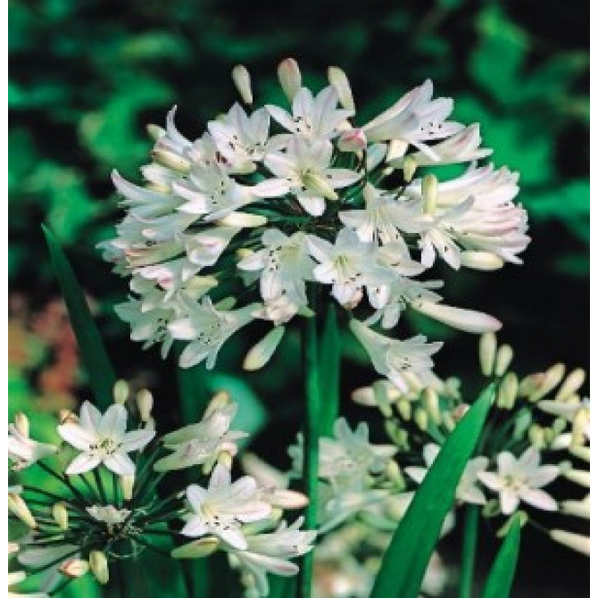 Agapants jeb Āfrikas lilija balti ziedi 8gab