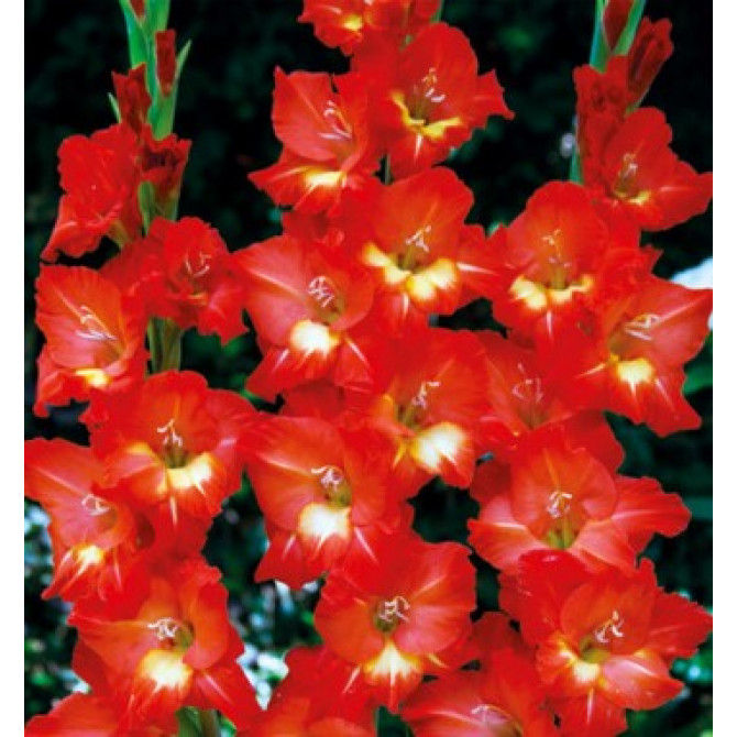 Gladiolas Bunga 12/14 60gab