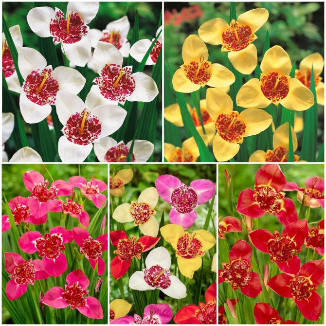 Tigrīdijas Izlase 5/+ 5šķ. 500gab