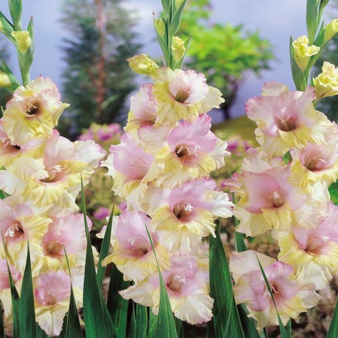 Gladiolas lielziedu Mon Amour 12/14 60gab