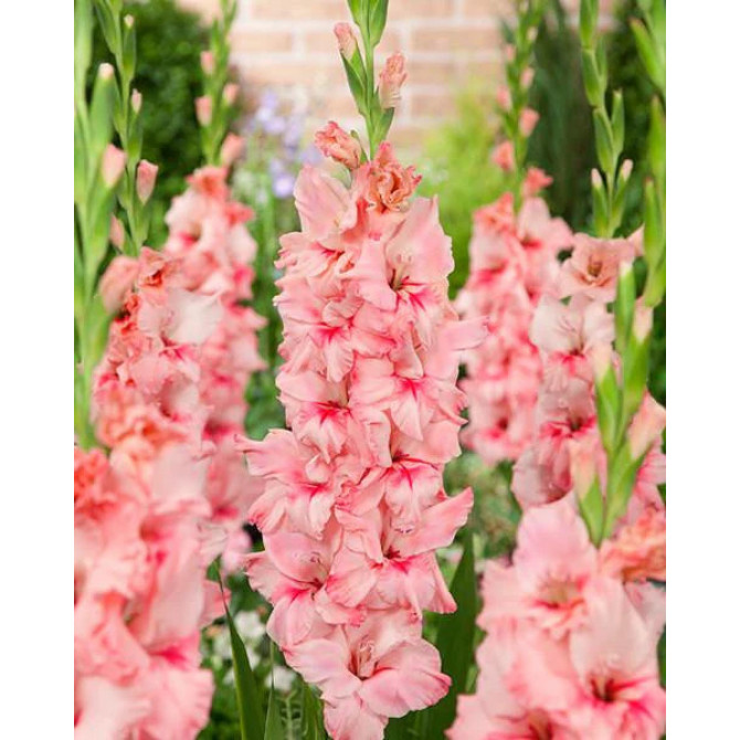 Gladiolas Adrenalin 12/14 60gab