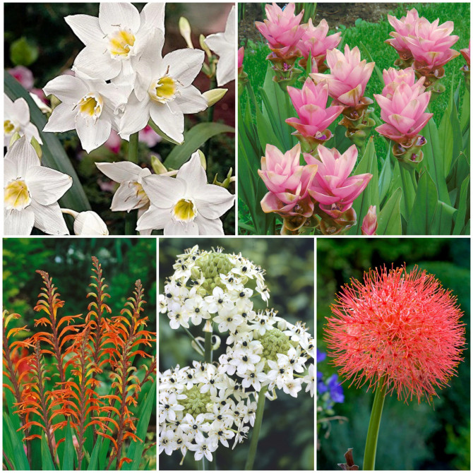 Sīpolpuķes Izlase nr.C 25gab