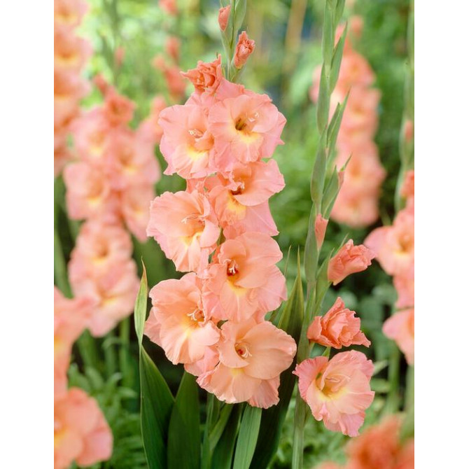 Gladiolas Donatella 12/14 60gab